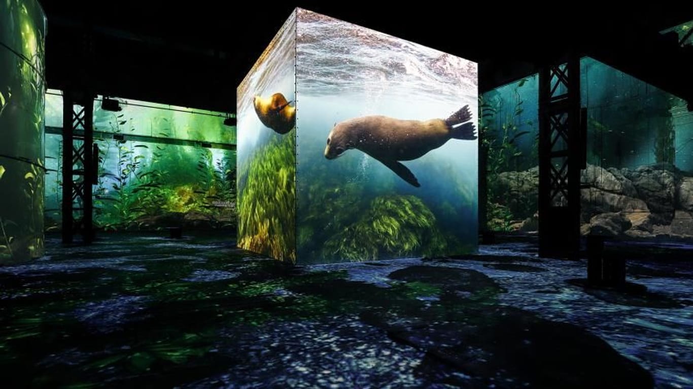 Neue Ausstellung bei Phönix des Lumières: Wer auf den immersiven Tauchgang geht, findet sich in einer gigantischen Wasserwelt wieder.