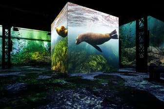 Neue Ausstellung bei Phönix des Lumières: Wer auf den immersiven Tauchgang geht, findet sich in einer gigantischen Wasserwelt wieder.