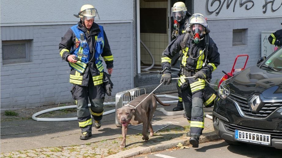 Einsatz auf der Straße Heiliger Weg: Einsatzkräfte der Feuerwehr bringen den Hund in Sicherheit.