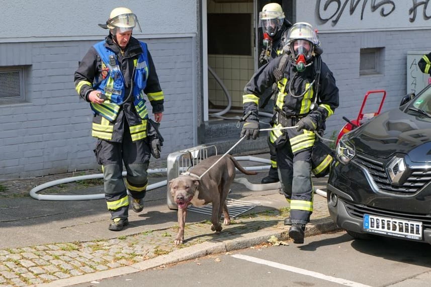 Einsatz auf der Straße Heiliger Weg: Einsatzkräfte der Feuerwehr bringen den Hund in Sicherheit.