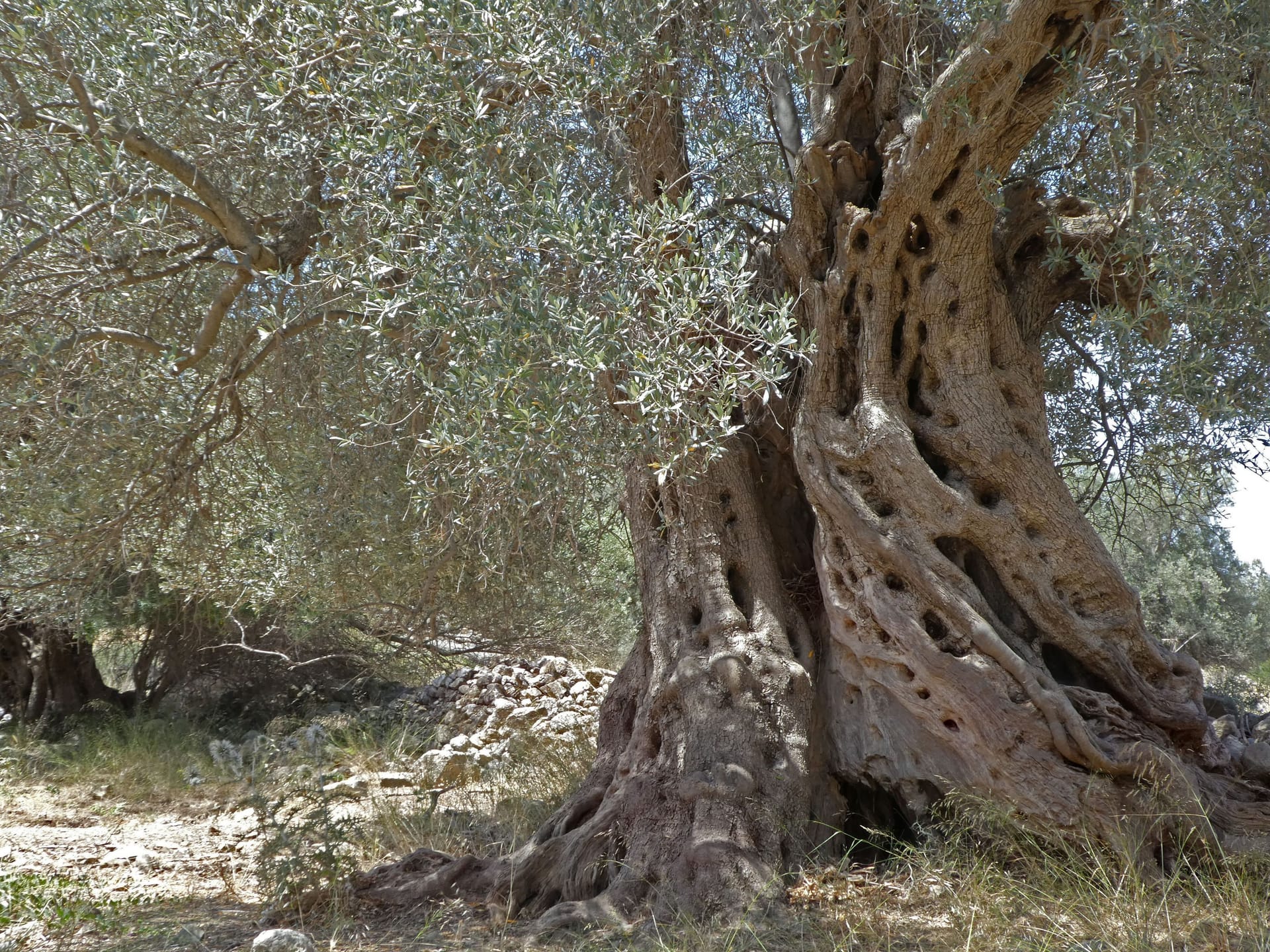 Manche Olivenbäume werden älter als 1.000 Jahre und bilden bizarre Formen aus.