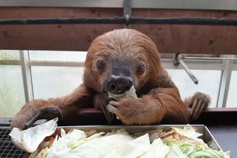 Faultier Jan beim Essen (undatierte Aufnahme): Es war das älteste in Gefangenschaft leben Exemplar.