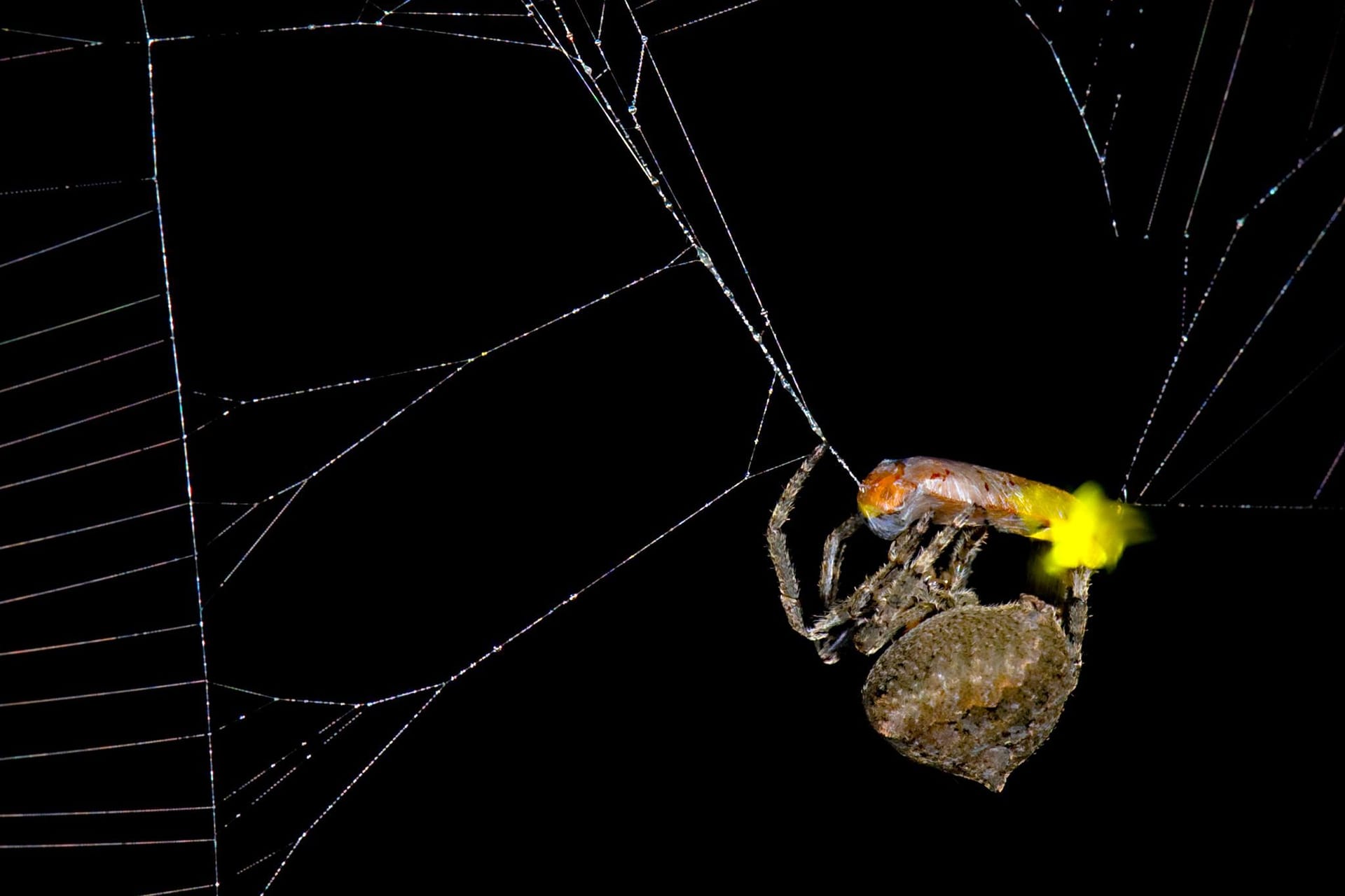 Perfide Masche: Spinne lockt mit Beute weitere Beute