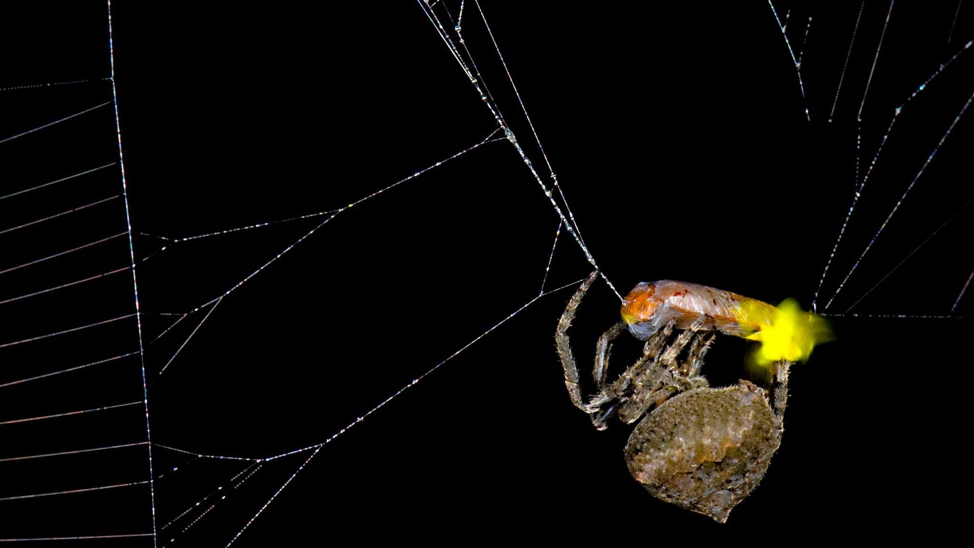 Perfide Masche: Spinne lockt mit Beute weitere Beute