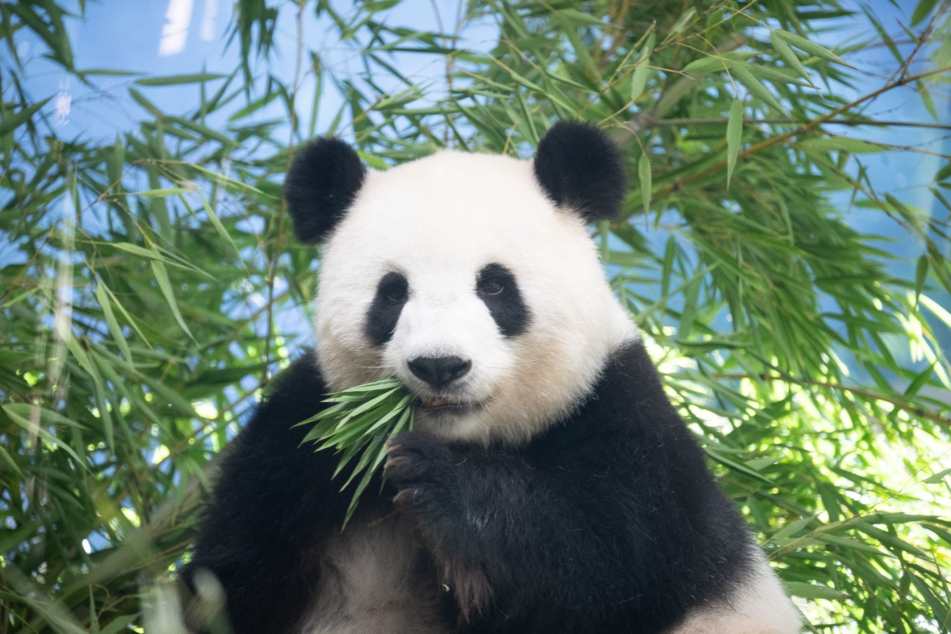 Panda-Nachwuchs im Berliner Zoo erwartet