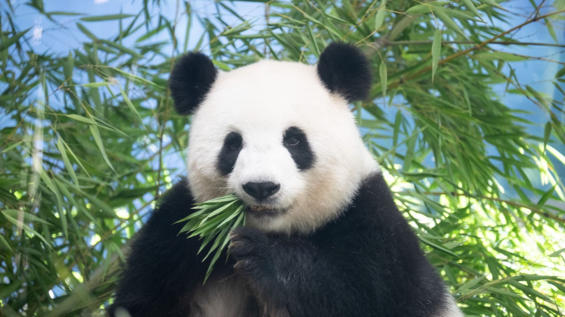 Panda-Nachwuchs im Berliner Zoo erwartet