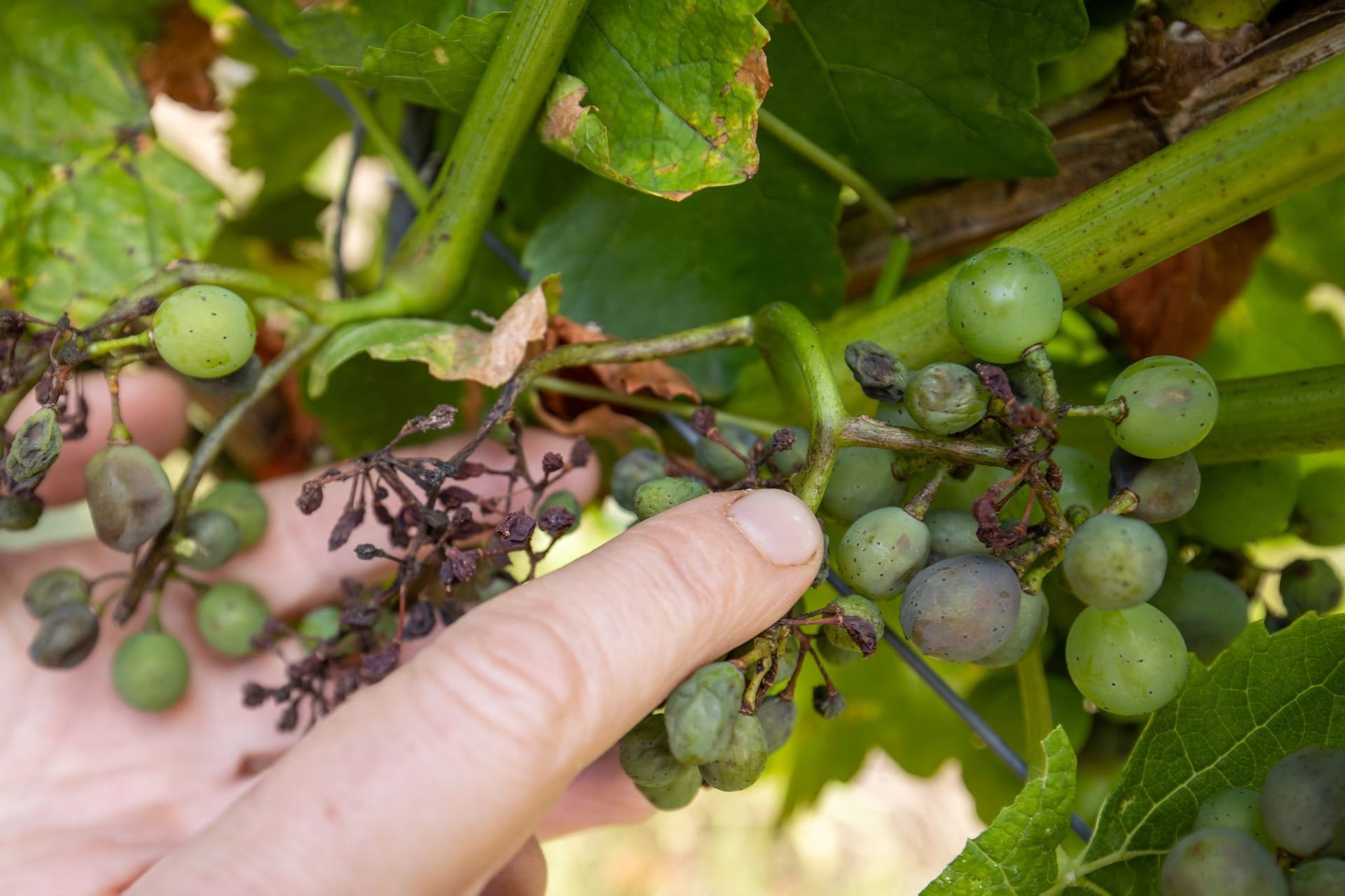 Falscher Mehltau in fränkischen Weinbergen