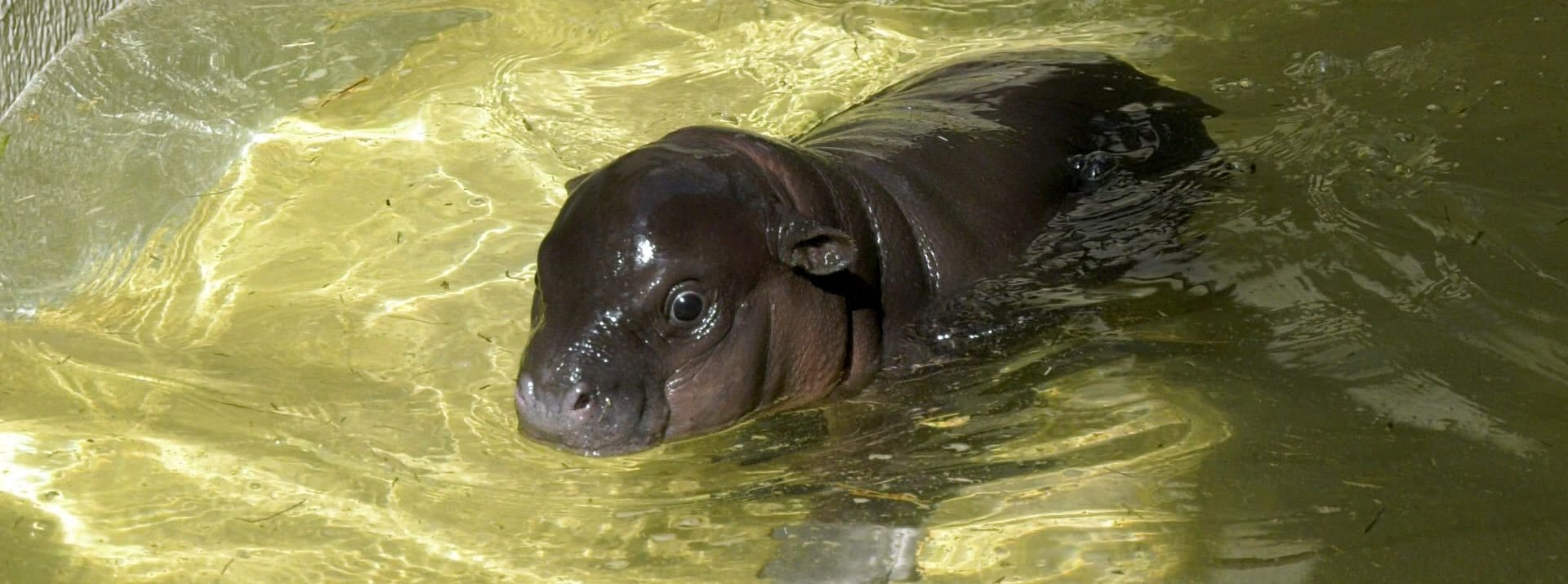 Zoo Berlin: Nachdem der Beckenbruch verheilt war, wurde Toni mit Aqua-Gymnastik wieder fit.