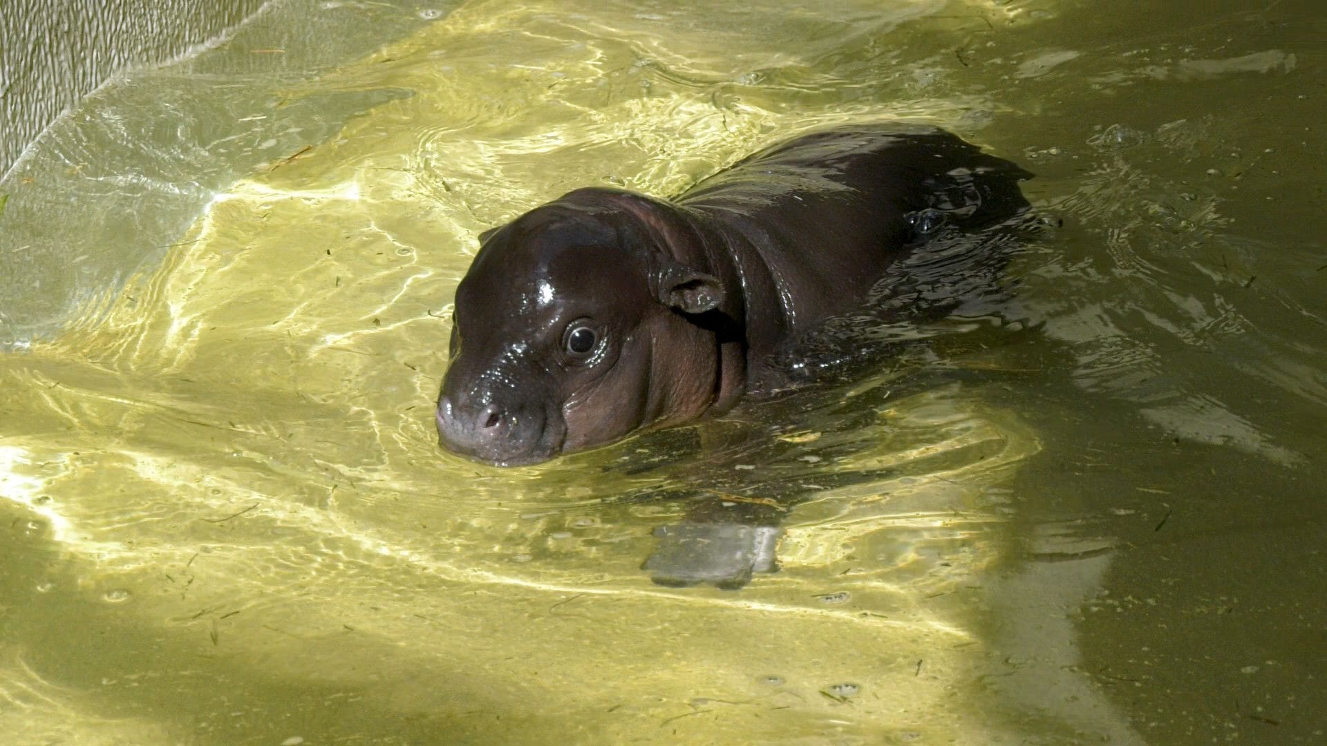 Zoo Berlin: Nachdem der Beckenbruch verheilt war, wurde Toni mit Aqua-Gymnastik wieder fit.