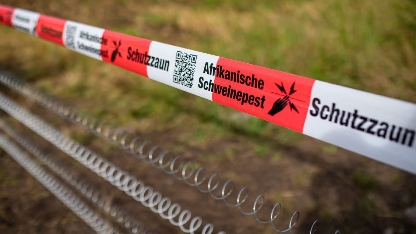 Schutzzäune gegen Afrikanische Schweinepest