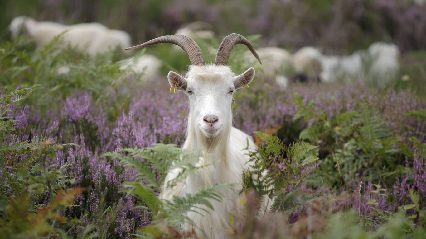 Eine Ziege schaut aus der Heideblüte (Archivbild): In der Wahner Heide gibt es außerdem Pferde und Esel zu sehen.