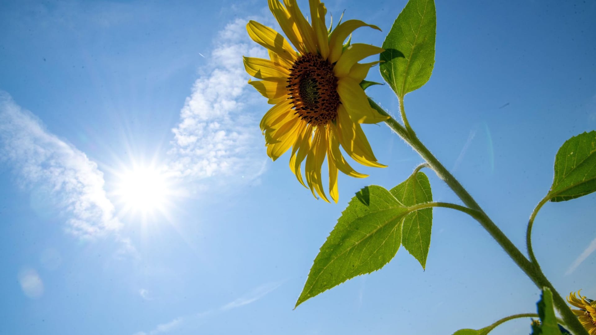 Sommerwetter