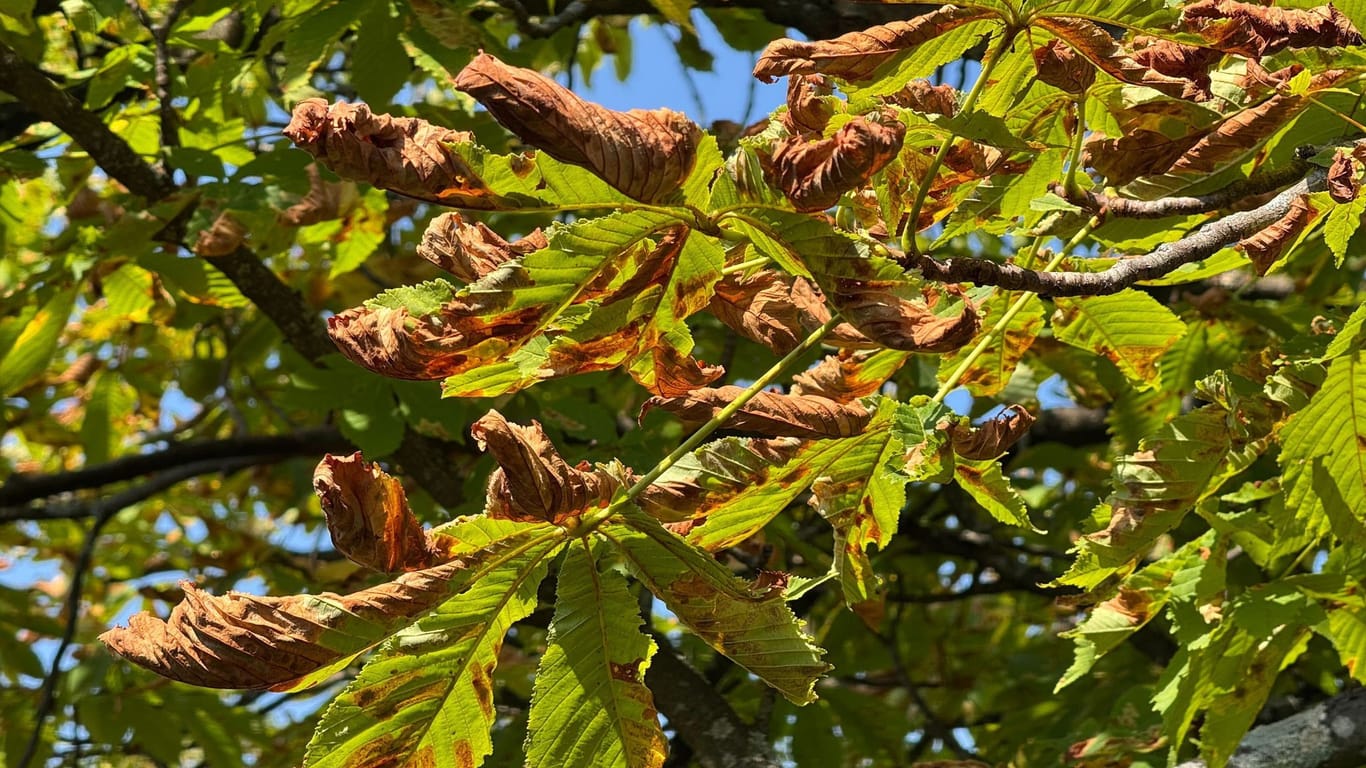 Teils braun gefärbte Blätter hängen an einem Kastanienbaum (Symbolfoto): Viele Berliner Rosskastanien sehen im August schon so herbstlich aus.