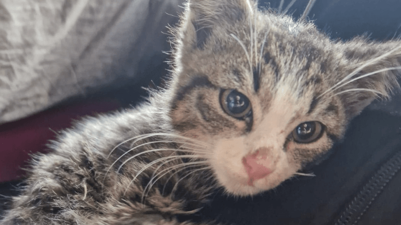 Der kleine Oscar im Bremer Tierheim: Mittlerweile geht es ihm wieder besser.