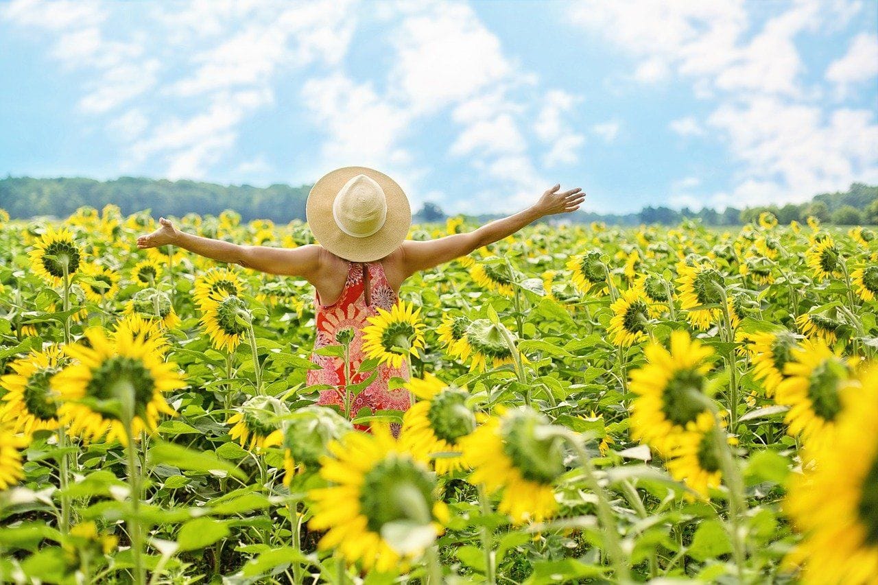 Sonnenblumen: Nur mehrjährige Pflanzen überstehen den Winter