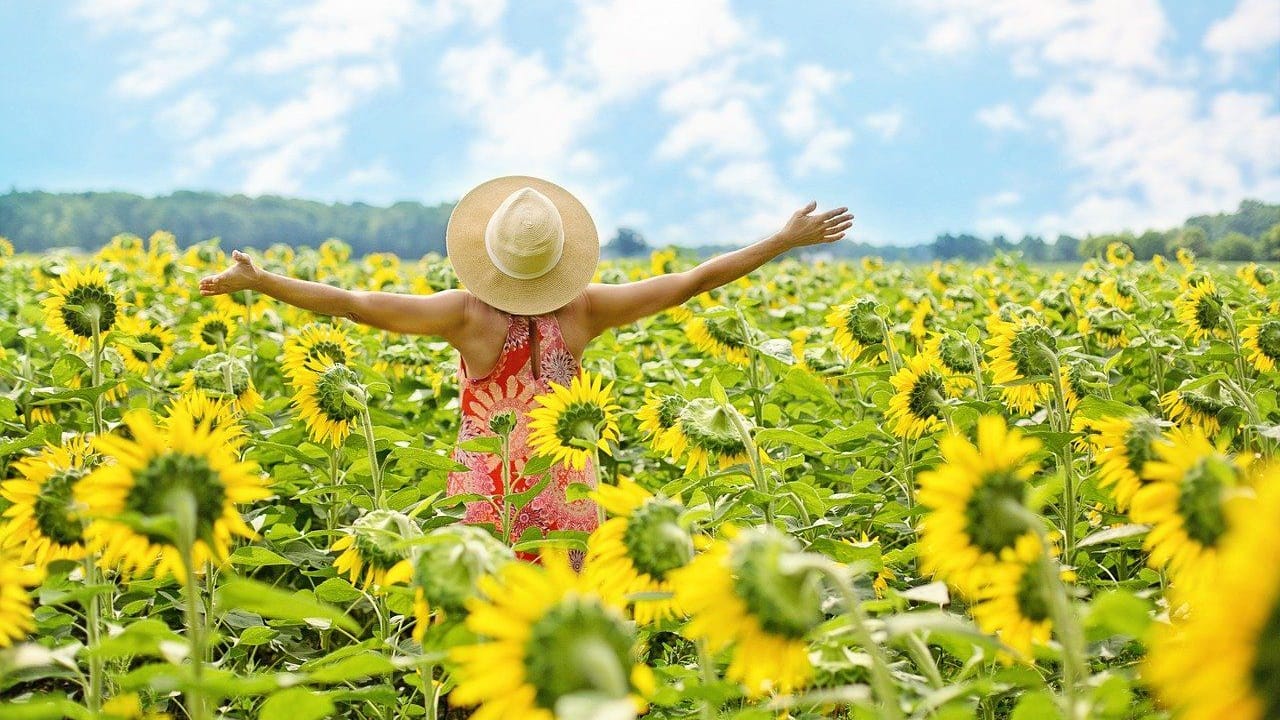 Sonnenblumen: Nur mehrjährige Pflanzen überstehen den Winter