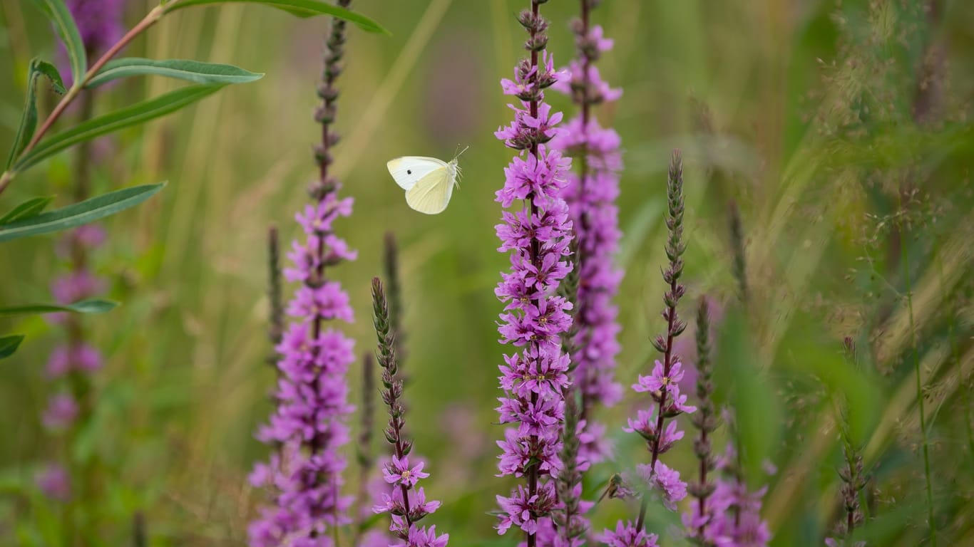 Kohlweißling fliegt an einem Blutweiderich (Lythrum salicaria)