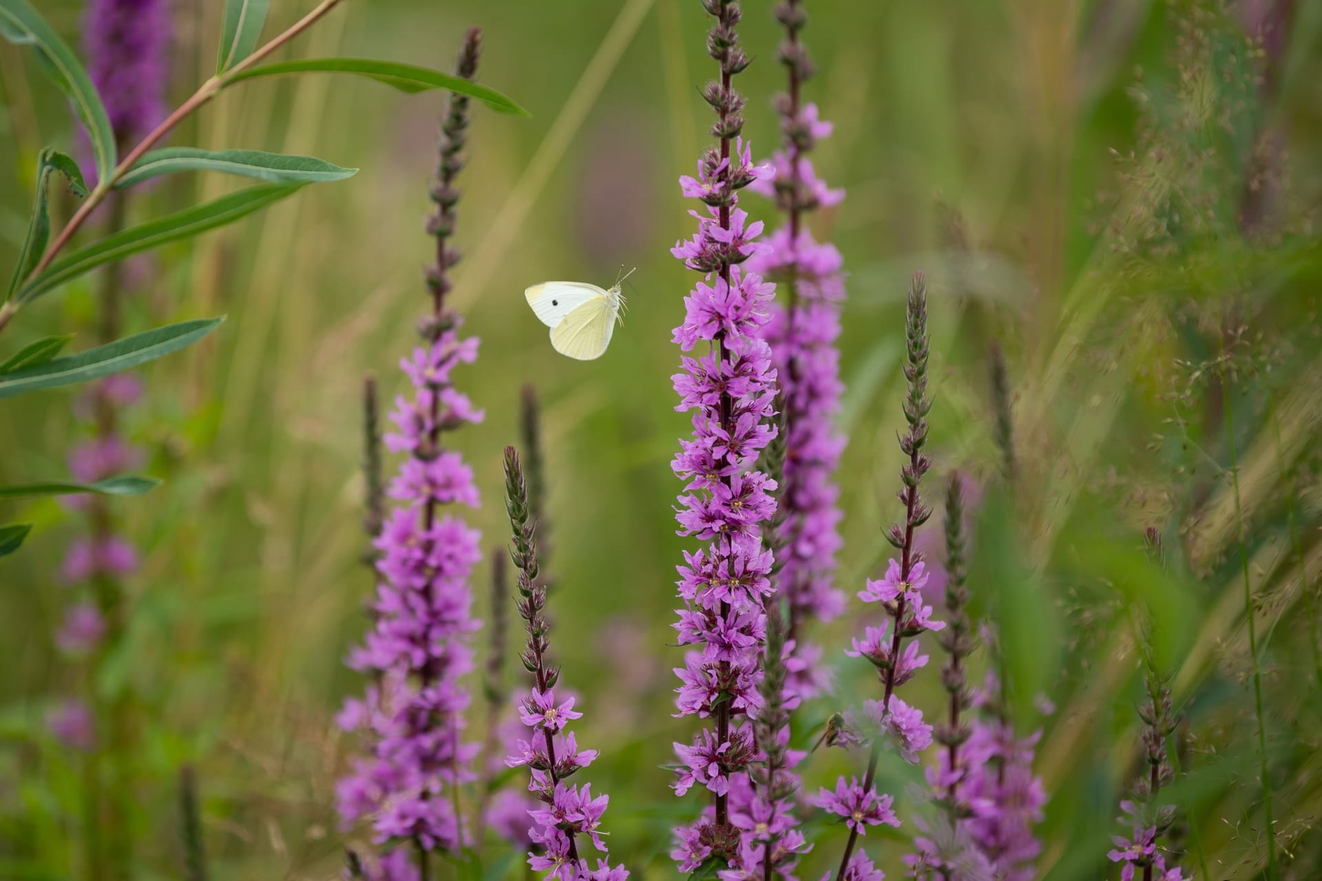 Kohlweißling fliegt an einem Blutweiderich (Lythrum salicaria)