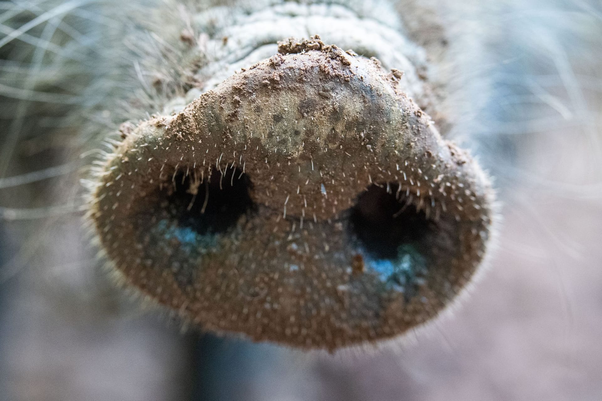 Afrikanische Schweinepest