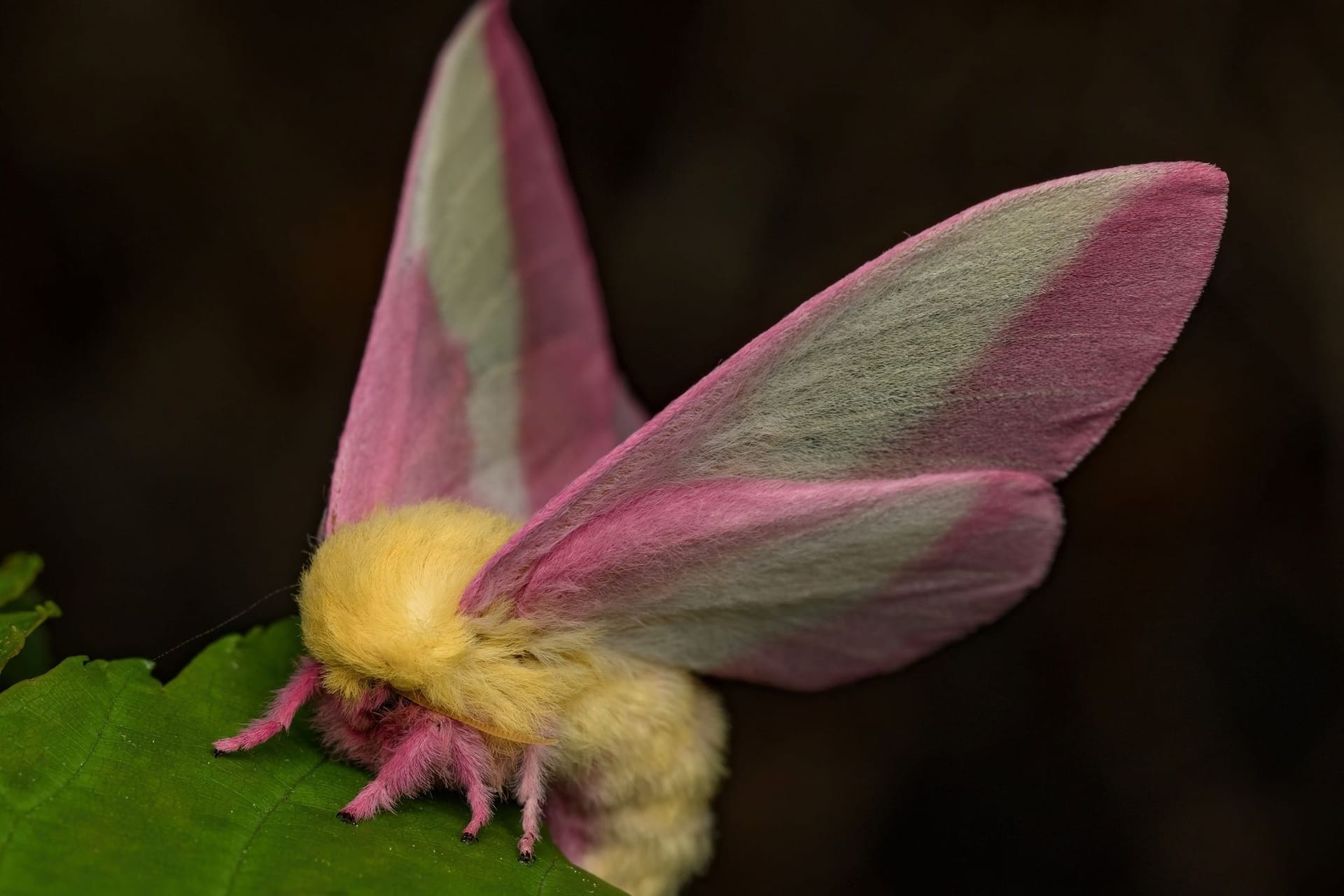 Fliegendes Sahnebonbon als Musterbeispiel der Evolution