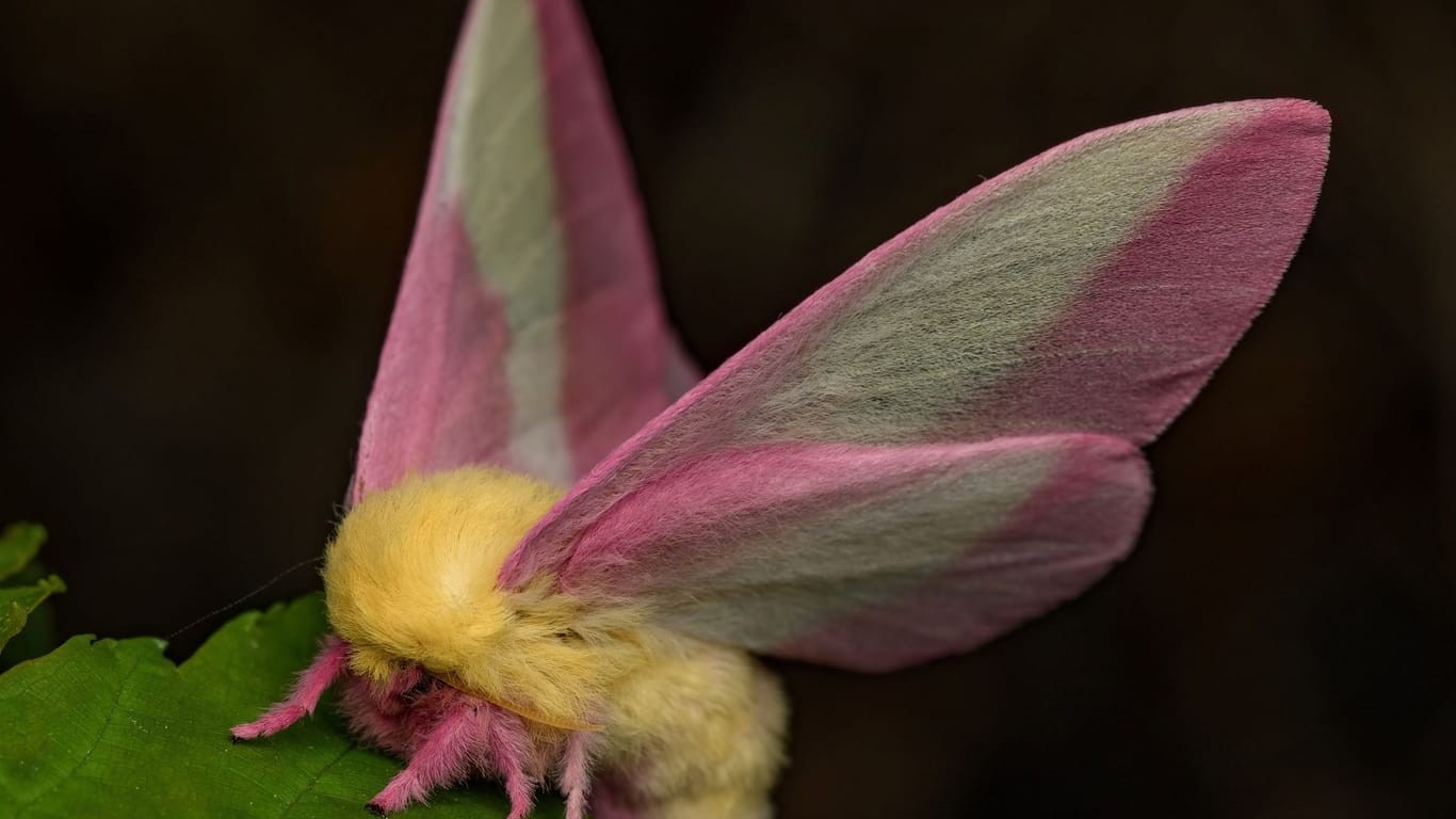 Fliegendes Sahnebonbon als Musterbeispiel der Evolution