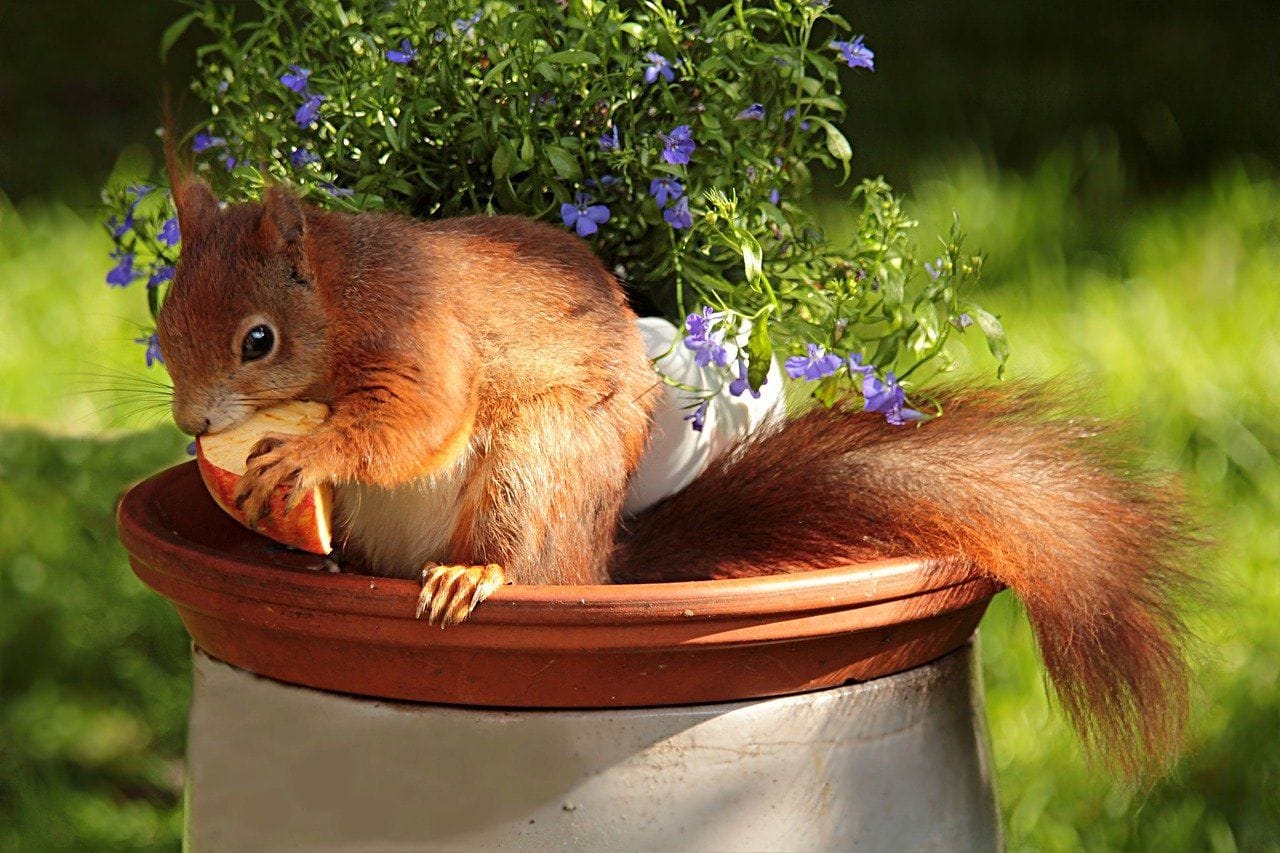 Süße Mahlzeit: Auch Eichhörnchen fressen Äpfel.