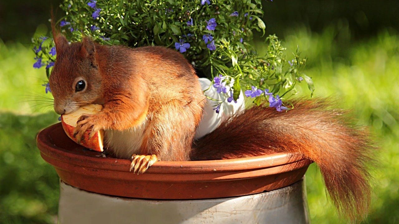 Süße Mahlzeit: Auch Eichhörnchen fressen Äpfel.