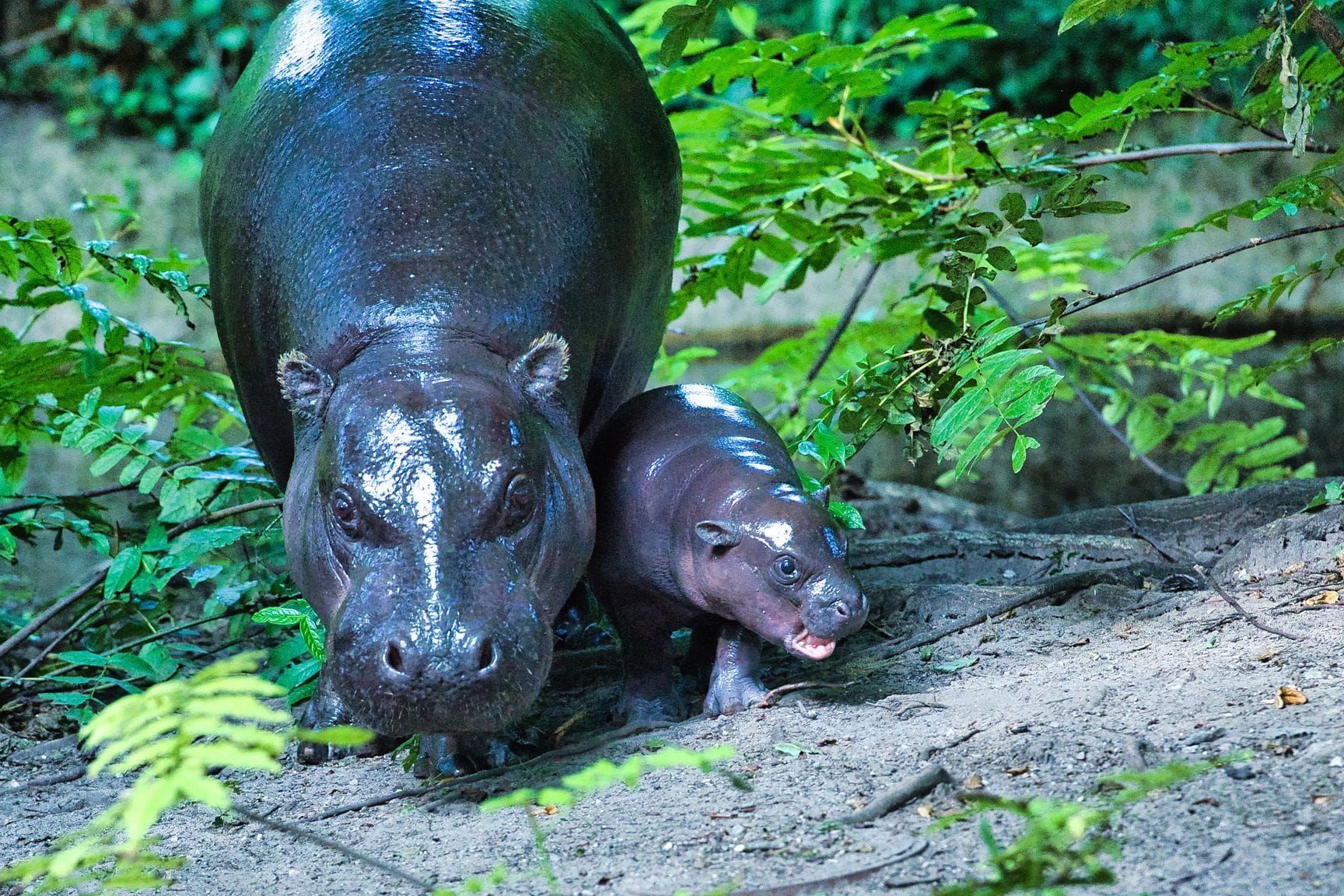 Das Zwergflusspferd Toni mit seiner Mama Debbie: Das Hippo-Baby darf jetzt das Außengehege im Berliner Zoo erkunden.