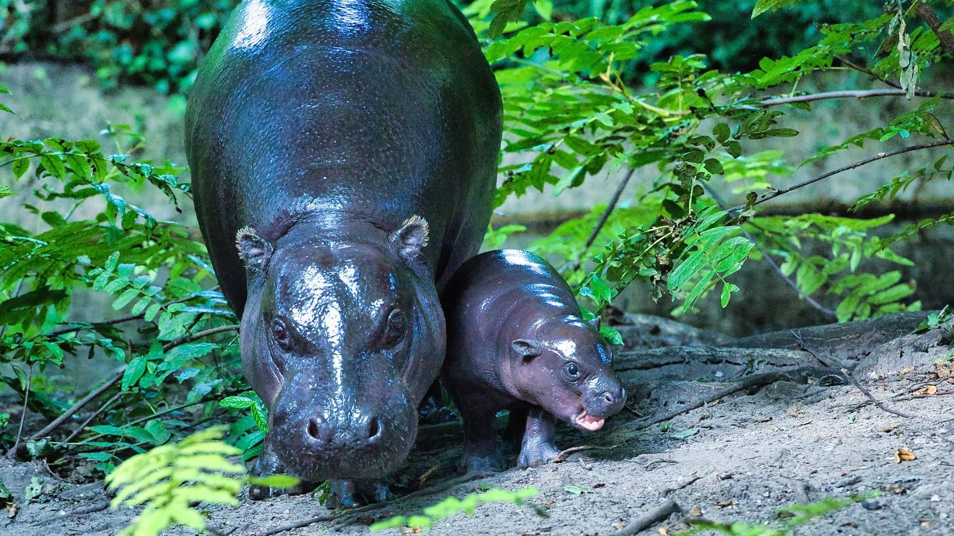 Das Zwergflusspferd Toni mit seiner Mama Debbie: Das Hippo-Baby darf jetzt das Außengehege im Berliner Zoo erkunden.