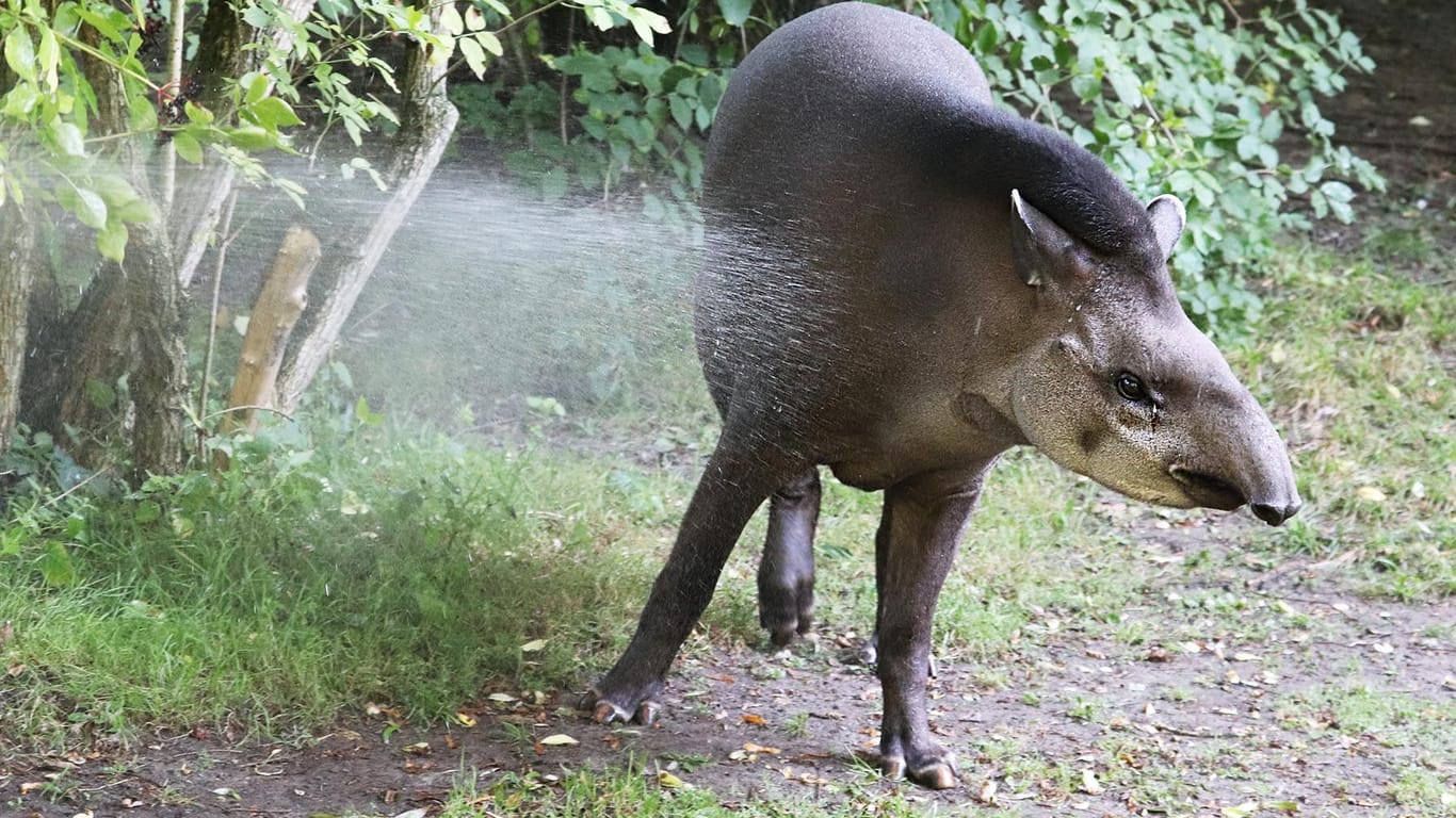 Wasser Marsch! Tapirdame Jamari hat von ihrer Pflegerin eine kalte Dusche verpasst bekommen.