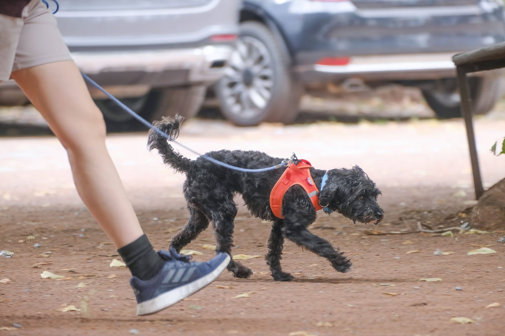 Ein Mann führt einen Hund an der Leine (Symbolbild): Das Tier befindet sich weiterhin in stationärer Behandlung in einer Tierklinik