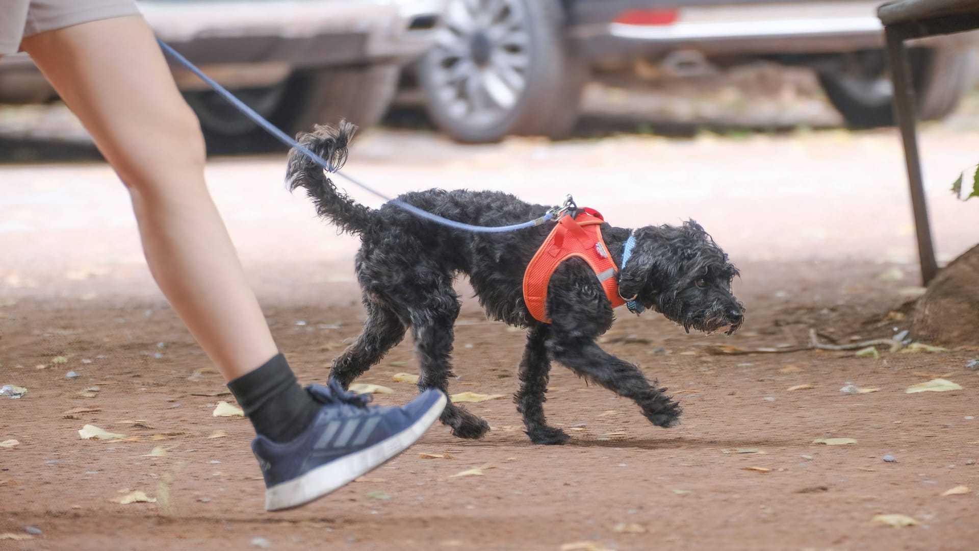 Ein Mann führt einen Hund an der Leine (Symbolbild): Das Tier befindet sich weiterhin in stationärer Behandlung in einer Tierklinik