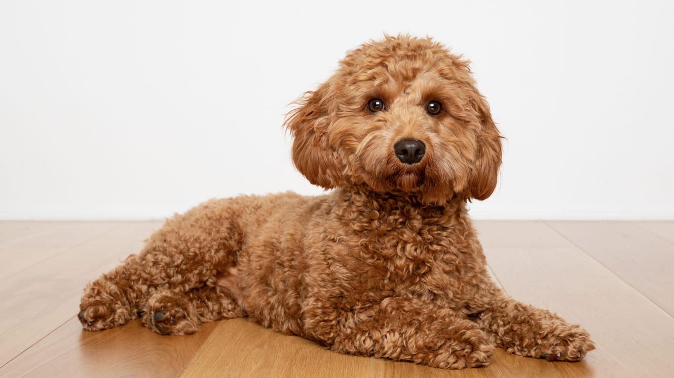 Der Cavapoo Hybridhund: Er ist eine Mischung aus einem Cavalier King Charles Spaniel und einem Klein- oder Zwergpudel.