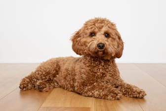 Der Cavapoo Hybridhund: Er ist eine Mischung aus einem Cavalier King Charles Spaniel und einem Klein- oder Zwergpudel.