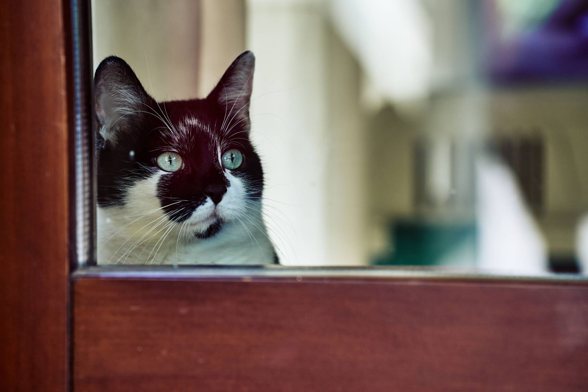 Eine Katze schaut aus dem Fenster (Symbolbild): Offenbar trauern Samtpfoten auch um Hunde.