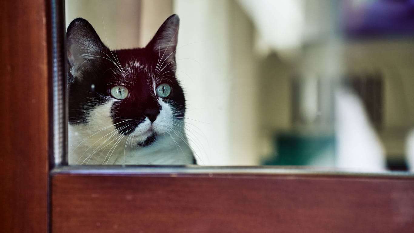 Eine Katze schaut aus dem Fenster (Symbolbild): Offenbar trauern Samtpfoten auch um Hunde.