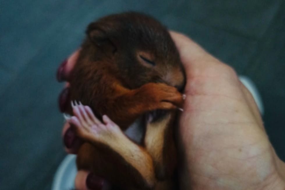 Bei einem Tierschutzverein wird das Eichhörnchen-Baby nun aufgepäppelt.