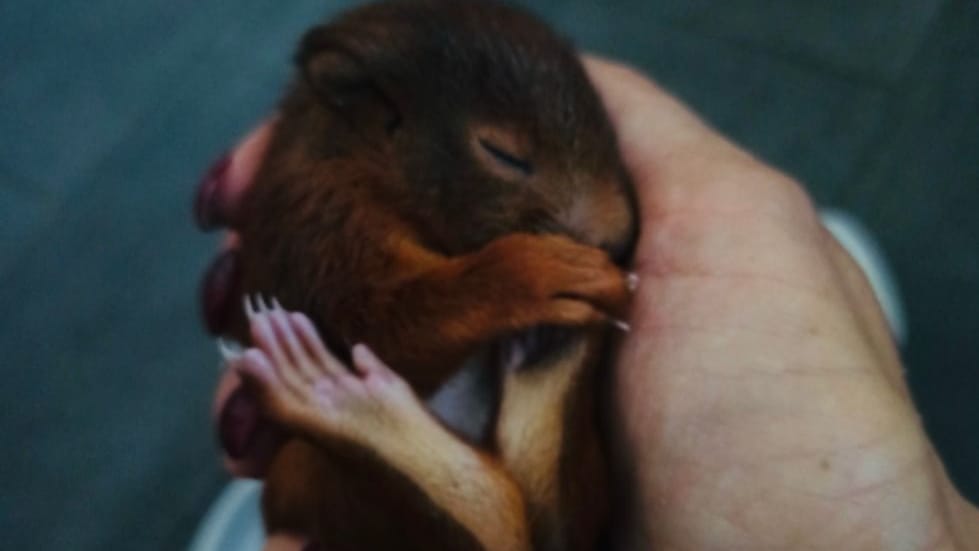 Bei einem Tierschutzverein wird das Eichhörnchen-Baby nun aufgepäppelt.