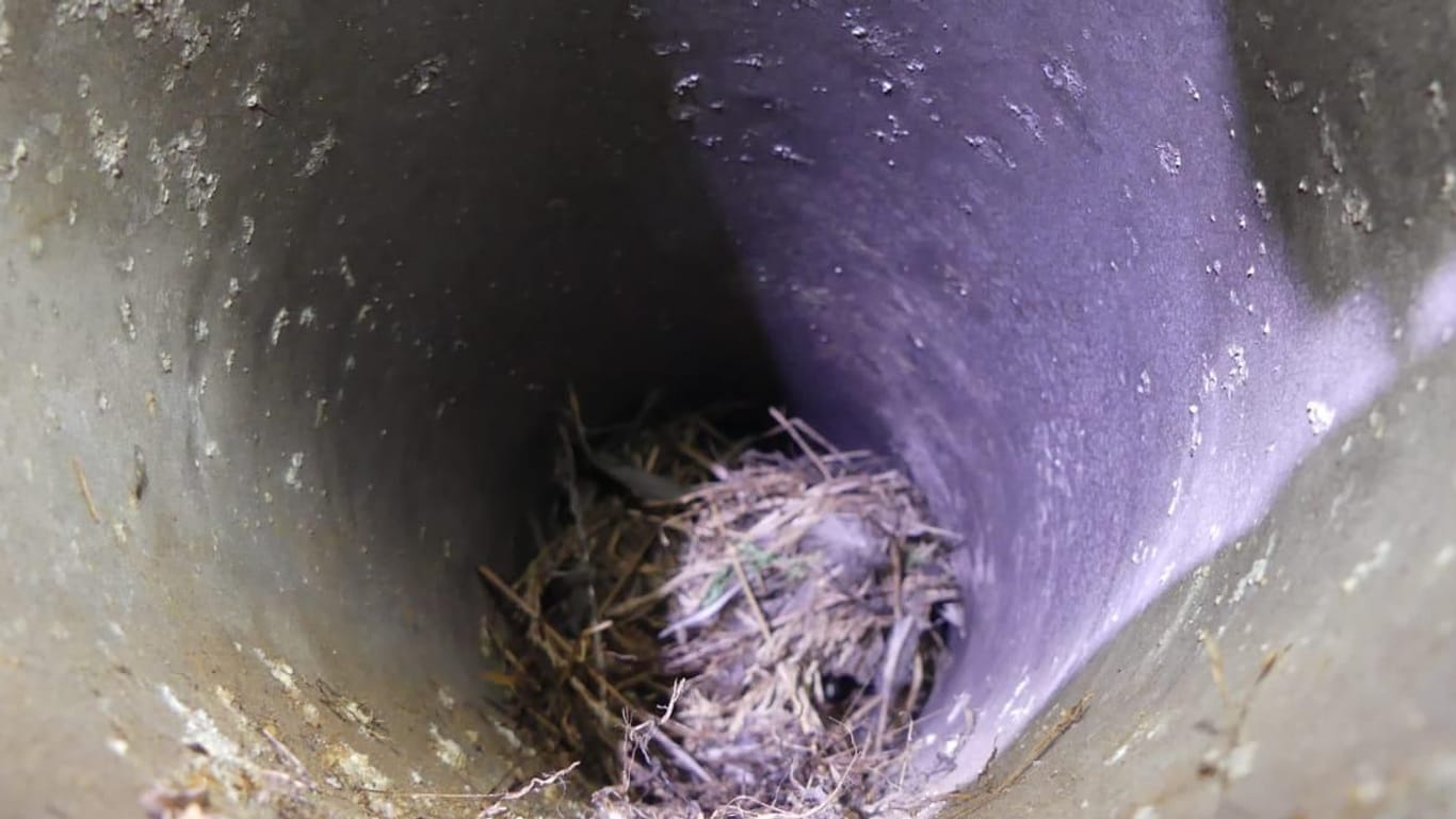 Das Vogelnest im Abgasrohr führte zum Tod eines niederländischen Touristen.