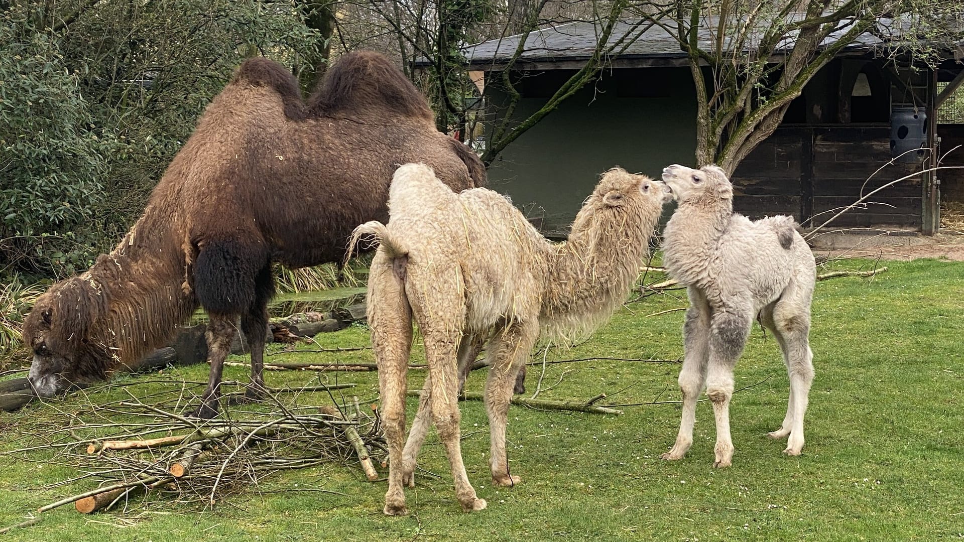 Trampeltiere im Kölner Zoo: Sie kommen gut mit Hitze zurecht.