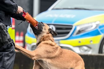 Belgischer Schäferhund der Polizei in Aktion (Archivbild):