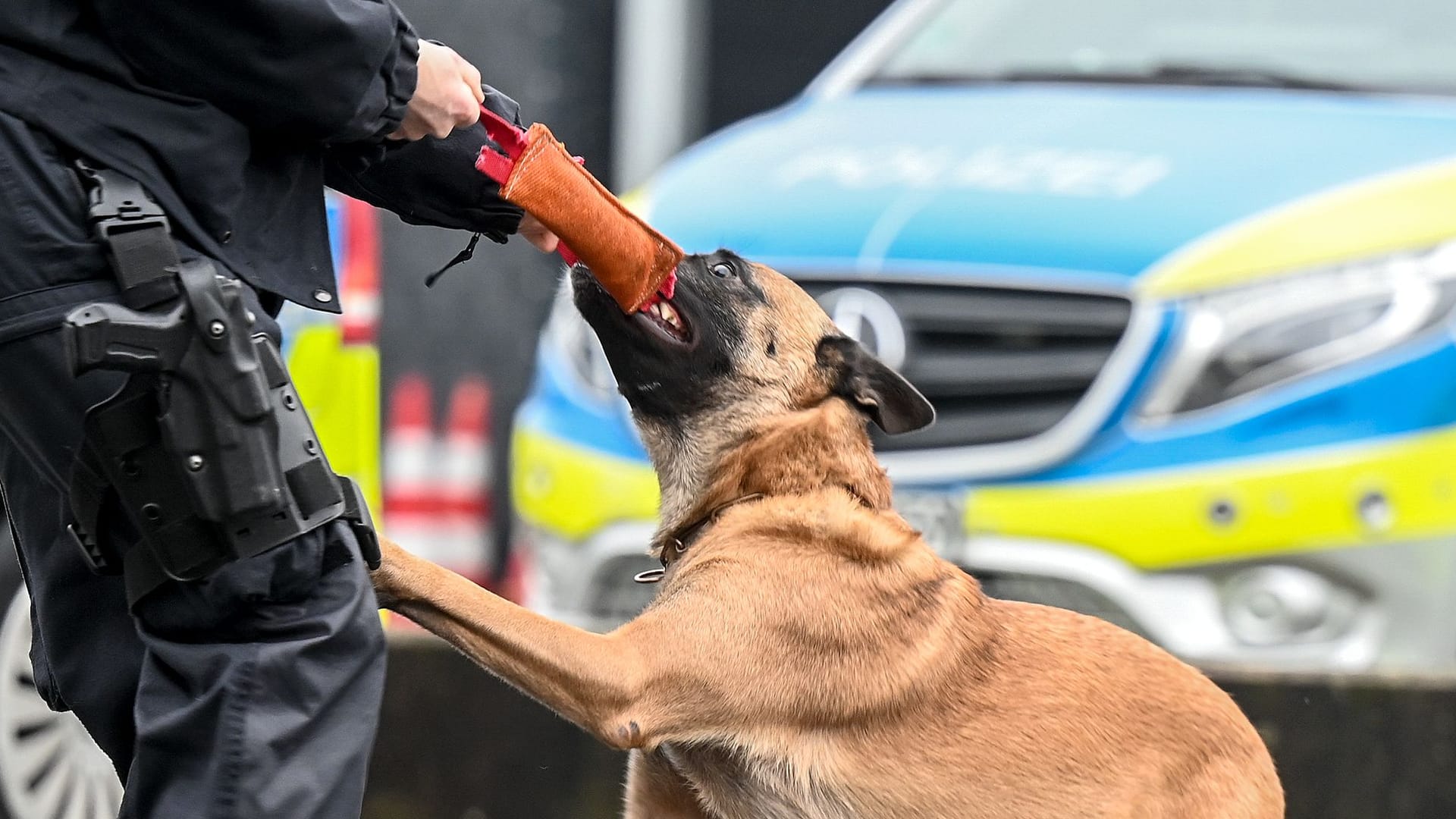 Belgischer Schäferhund der Polizei in Aktion (Archivbild):