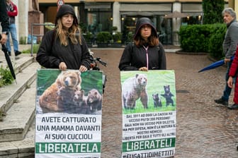 Italien: Entscheidung über Abschussbefehl für Bärin JJ4 vertagt