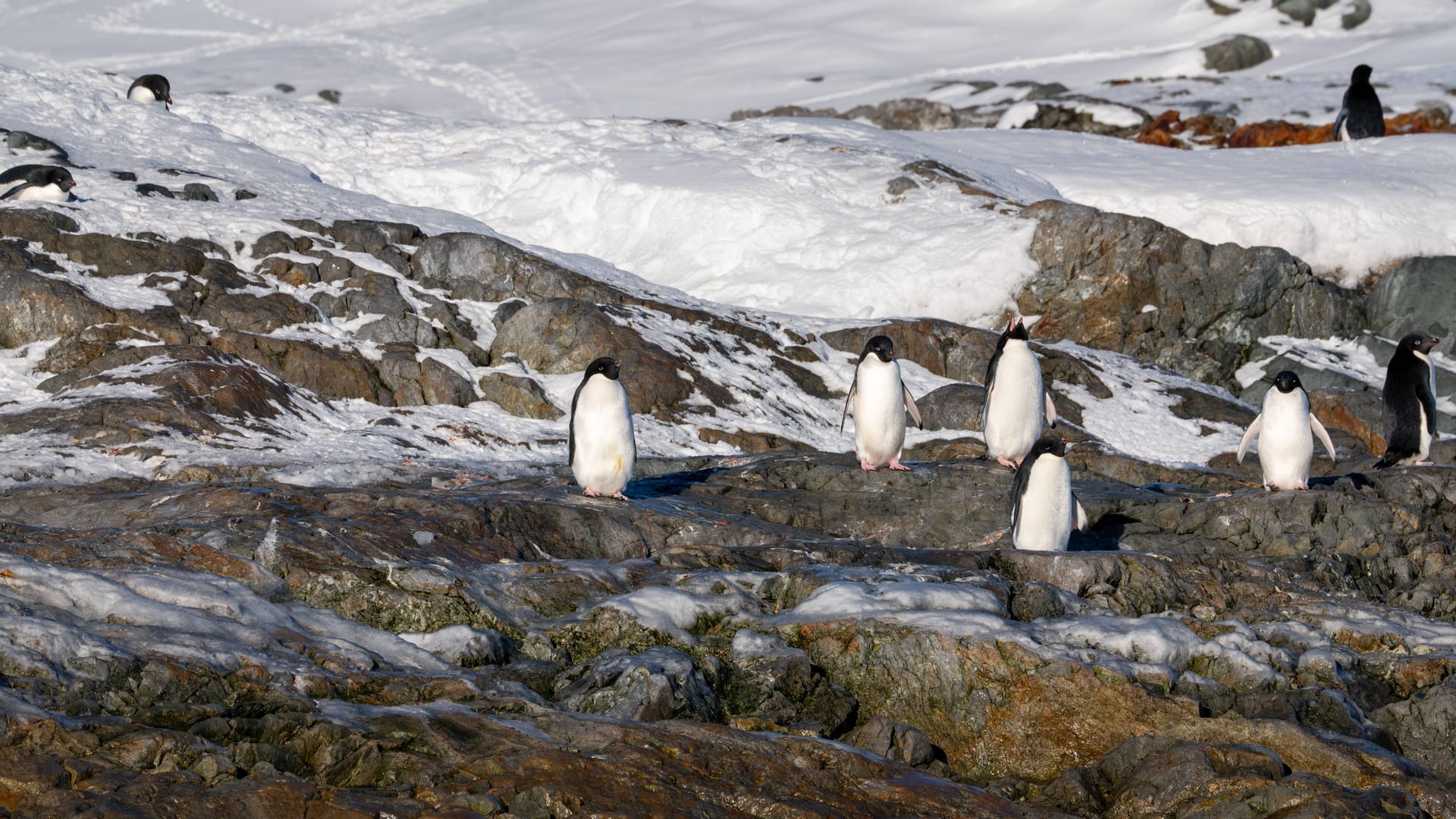 Pinguine in der Antarktis: Die Region wird vom einer Hitzewelle heimgesucht – auch wenn es immer noch sehr kalt ist.