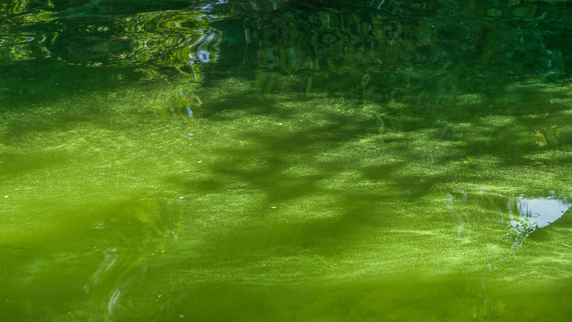 Blaualgen (Symbolbild): Für einen Badesee in Hannover wurde ein Badeverbot ausgesprochen.