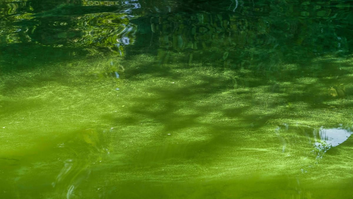 Hannover Badeverbot für Ricklinger Teich wegen Blaualgen