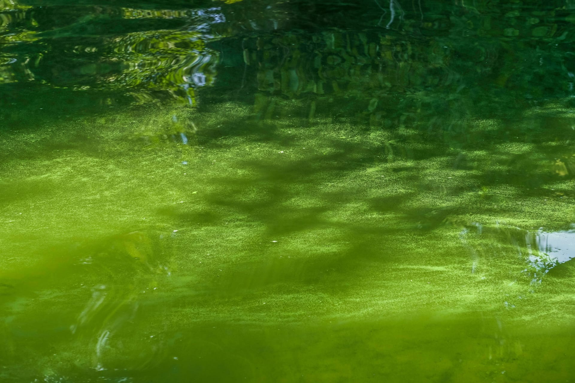 Blaualgen (Symbolbild): Für einen Badesee in Hannover wurde ein Badeverbot ausgesprochen.