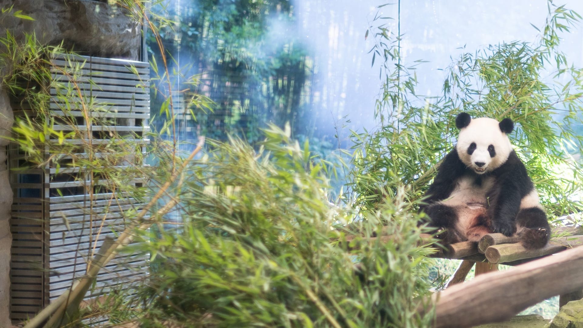 Panda-Nachwuchs im Berliner Zoo erwartet