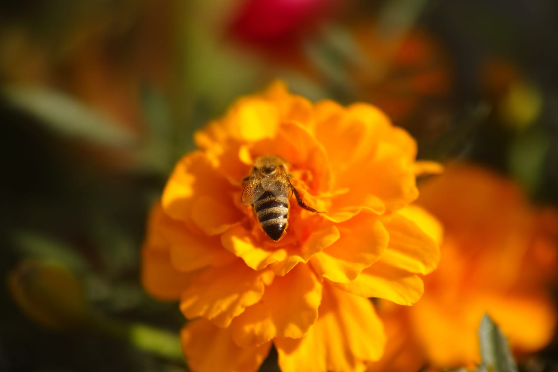 A honey bee gathering pollen from a marigold flower