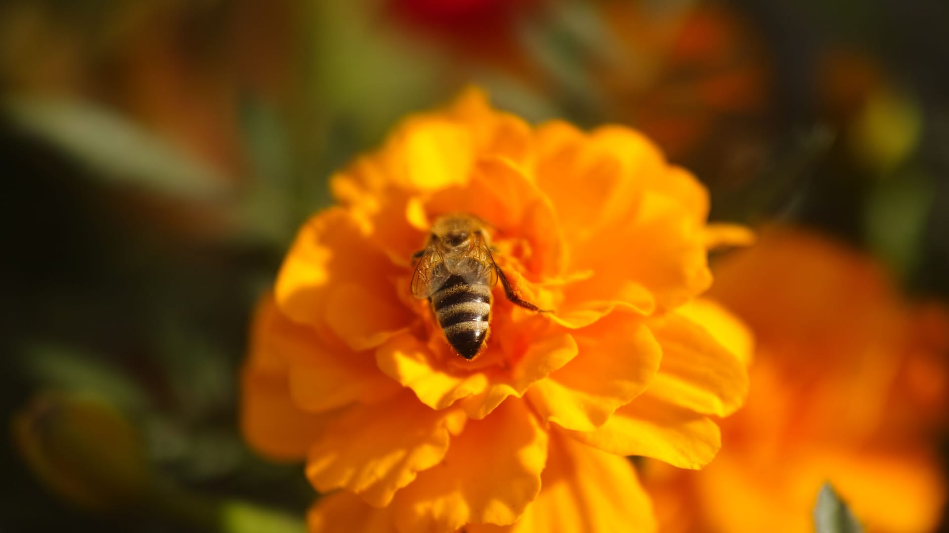 A honey bee gathering pollen from a marigold flower